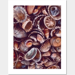 Natural Seashells Posters and Art